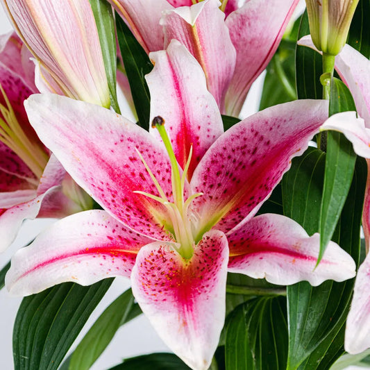 Better Together Flora Queen Flora Queen
