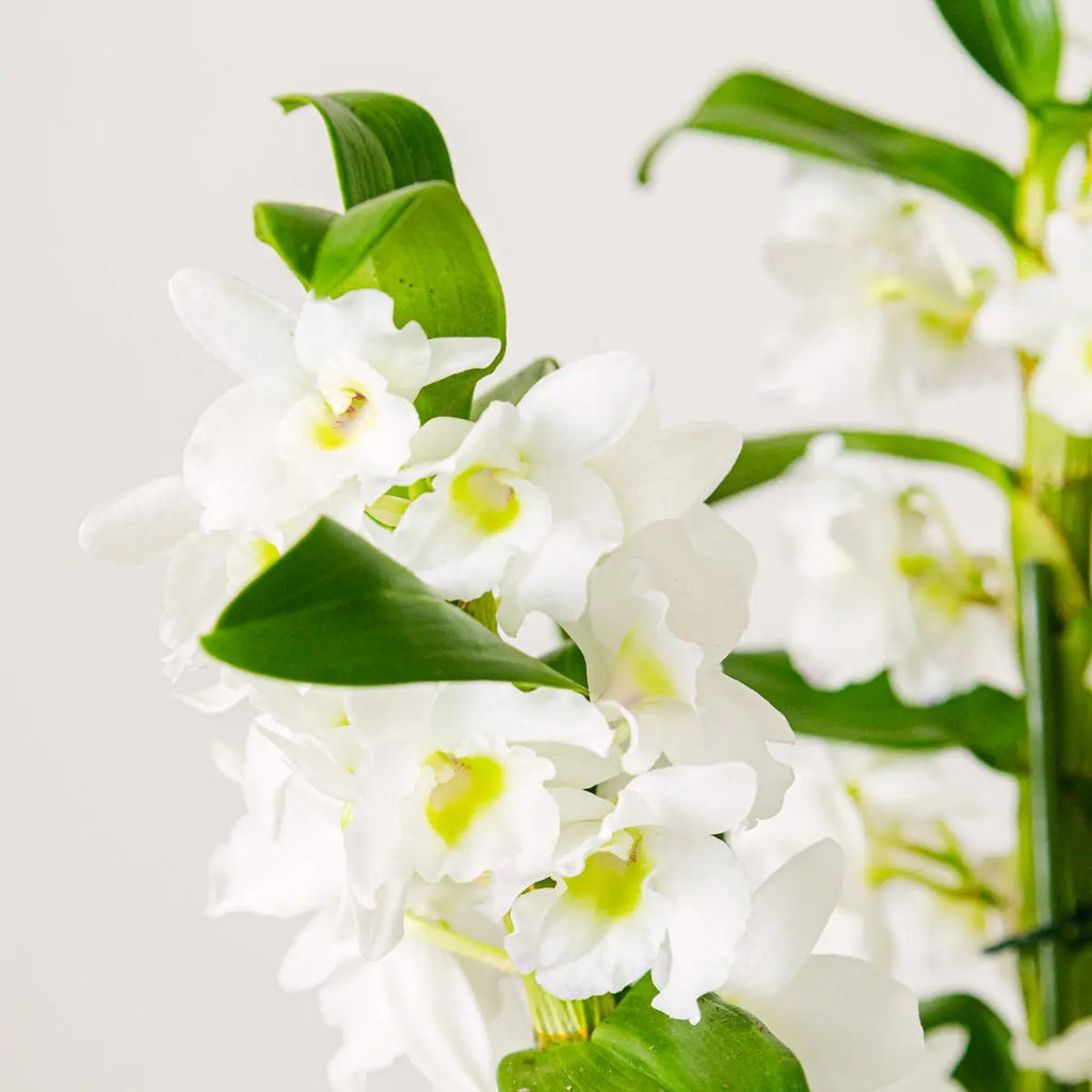 Tropical Bells Flora Queen