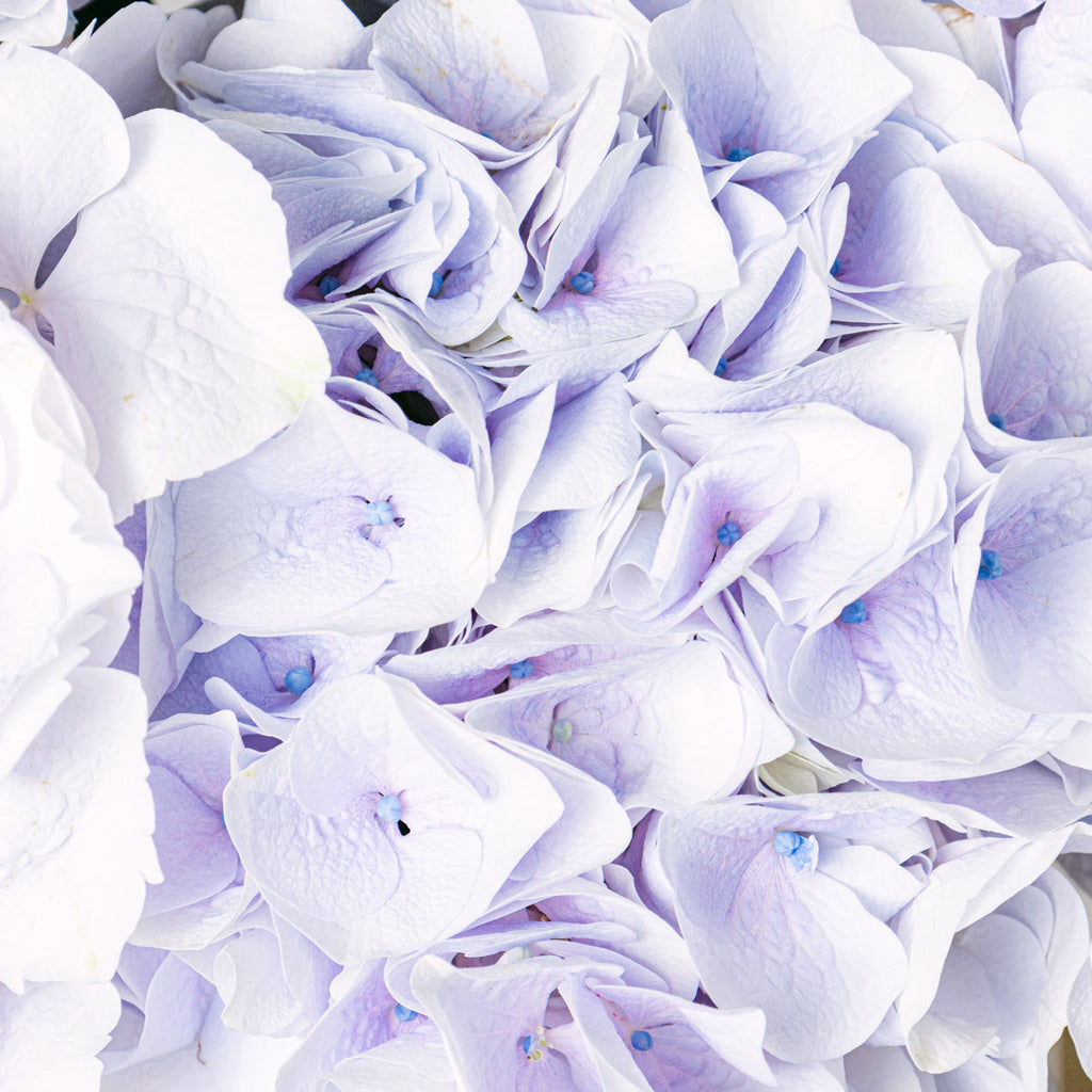 Little Sapphire Flora Queen Flora Queen