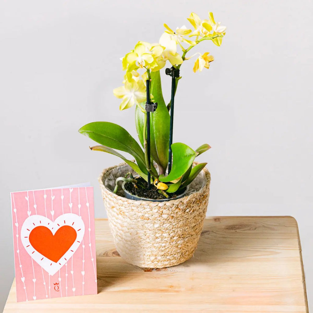 Yellow Rising Flora Queen