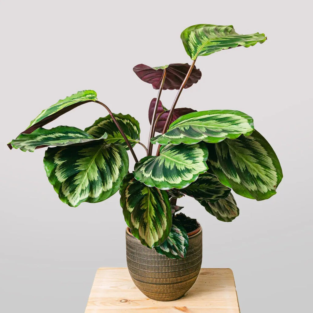 Exotic Dance Flora Queen