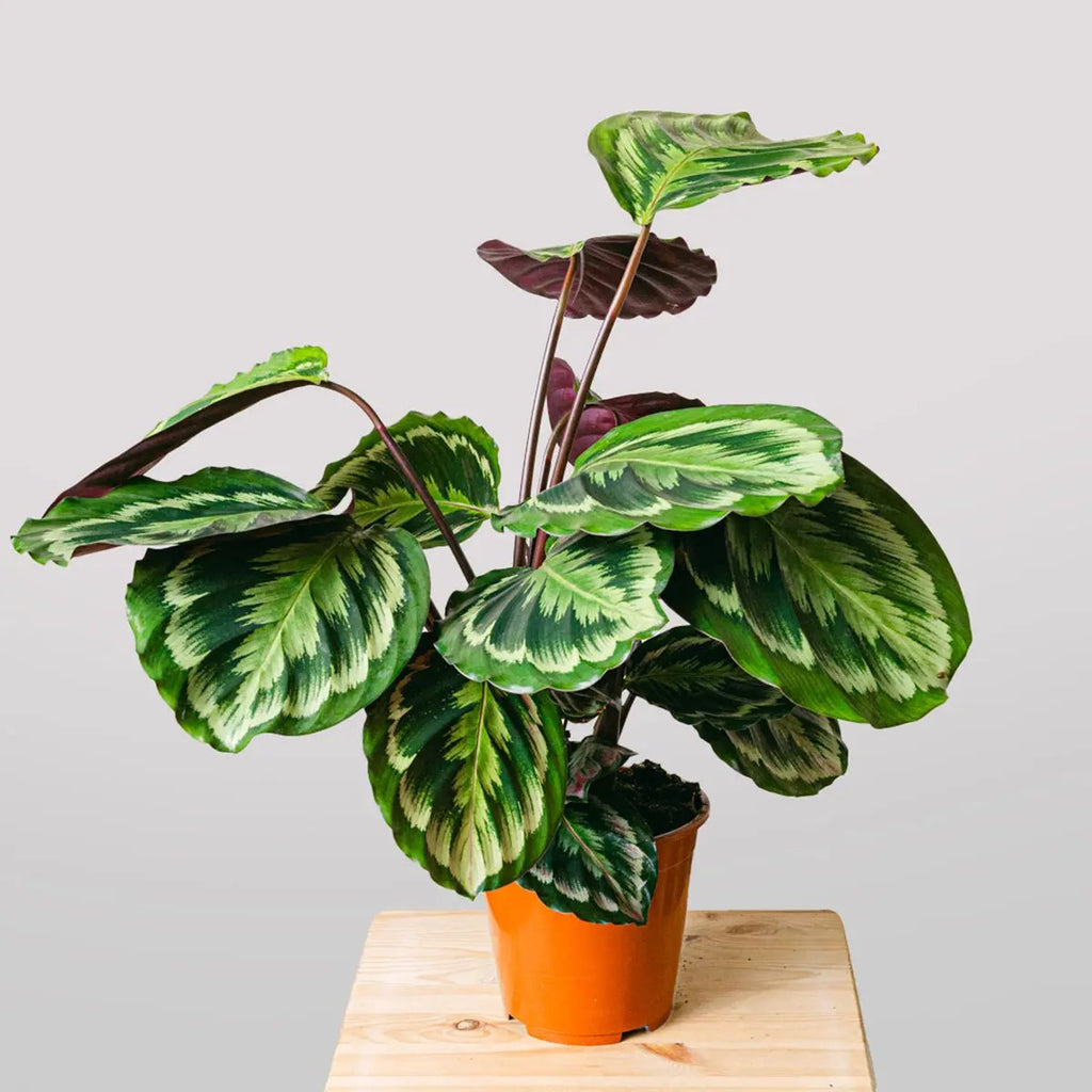 Exotic Dance Flora Queen