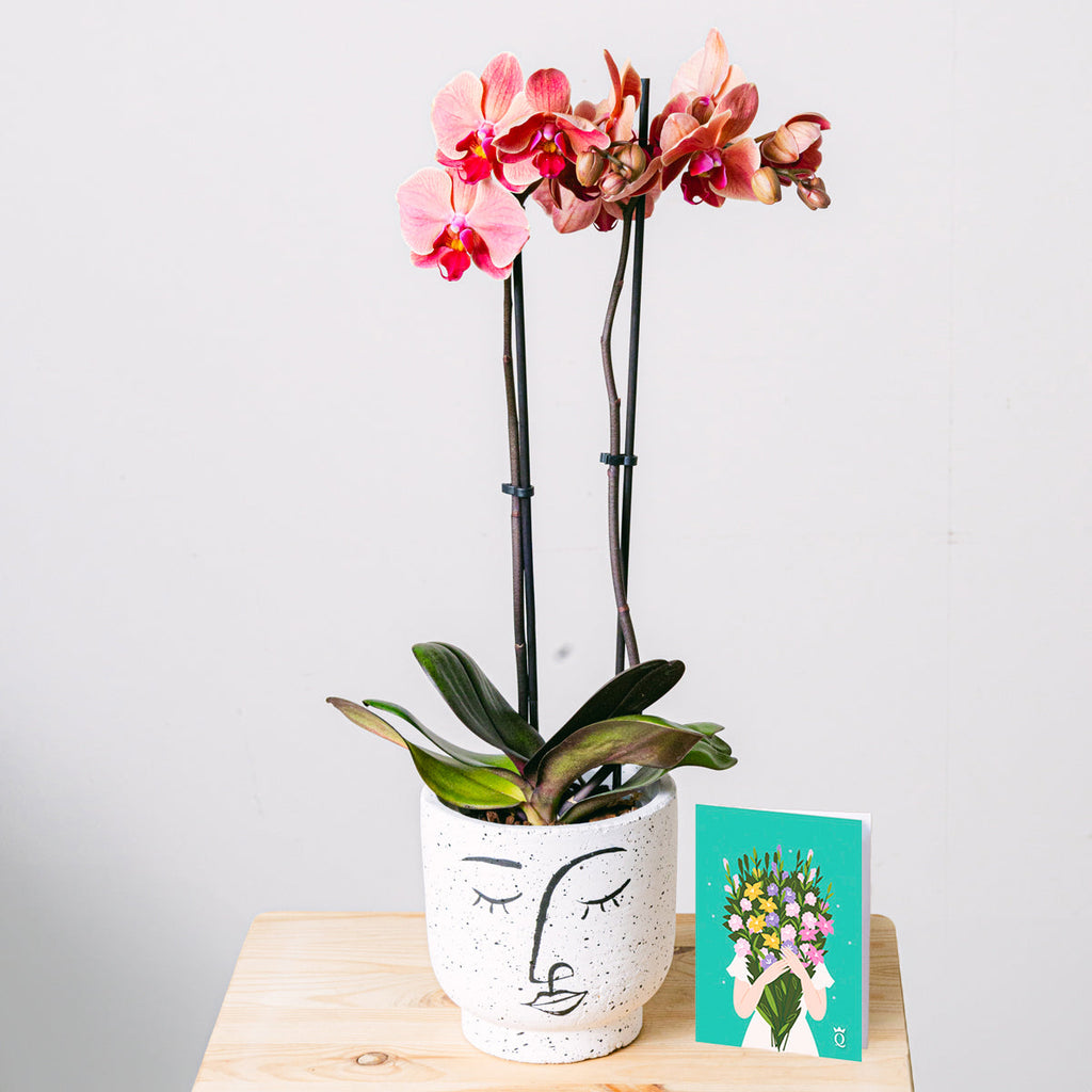 Rays of Happiness Flora Queen Flora Queen