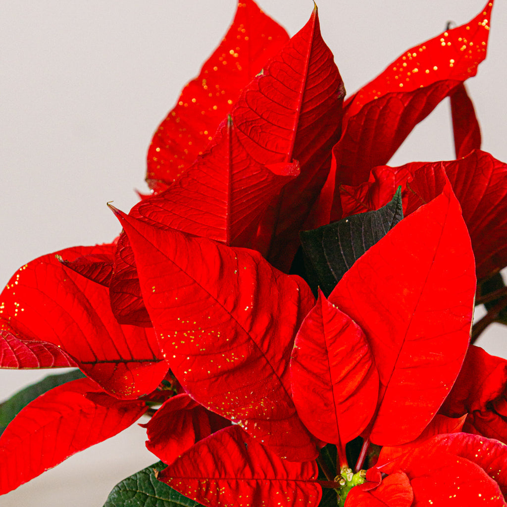 Moët & Joyful Celebrations Flora Queen Flora Queen