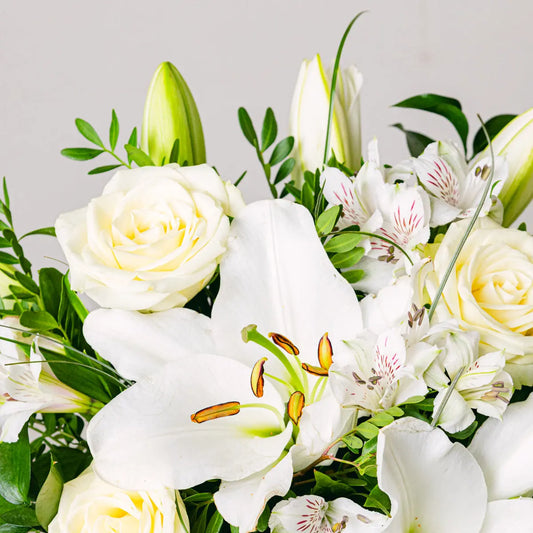 Aurora Shine Flora Queen Flora Queen