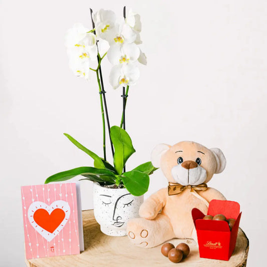 Snowflakes Dance - Orchid Flora Queen Flora Queen